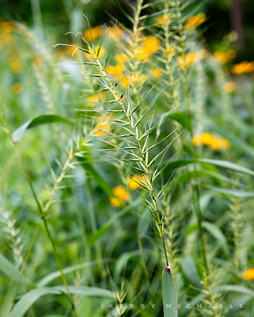 bbg_summer-110