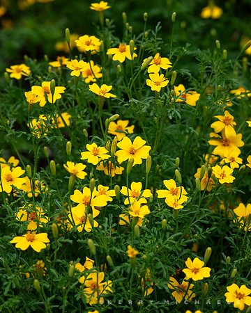 bbg_summer-145