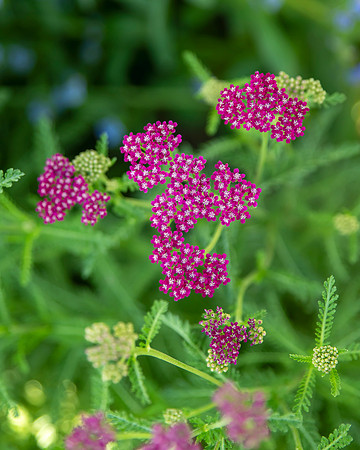 bbg_summer-159