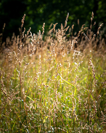 bbg_summer-148