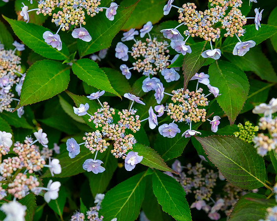 bbg_summer-186