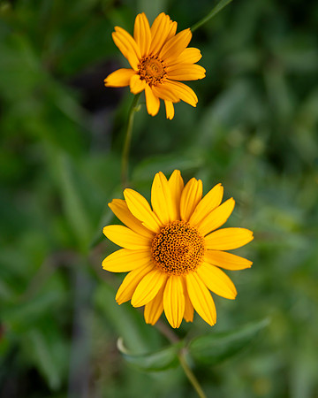 bbg_summer-203