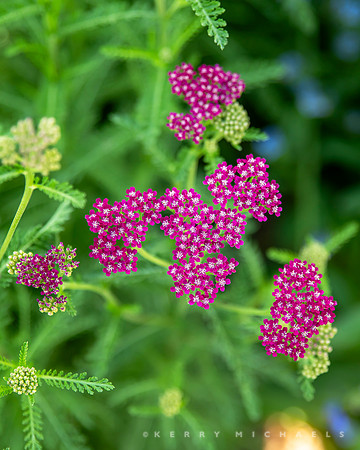 bbg_summer-249
