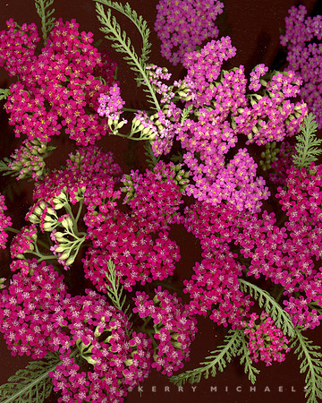 bbg_summer-29
