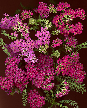 bbg_summer-2-2