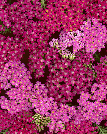 bbg_summer-30
