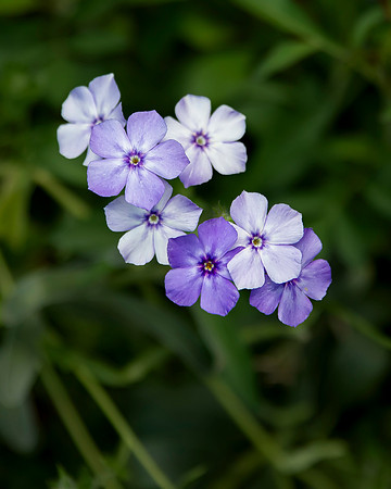 bbg_summer--4