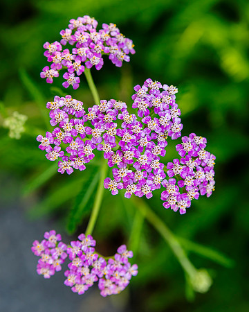 bbg_summer-3