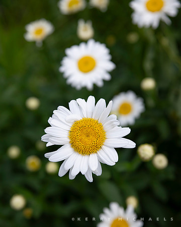 bbg_summer--2