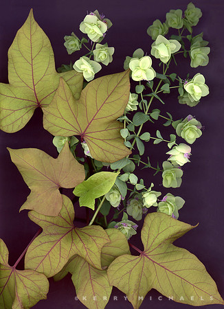 bbg_summer--10