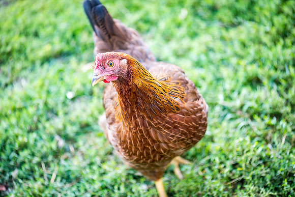 DSC_0846