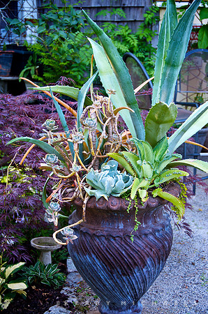 Doug Morris Garden