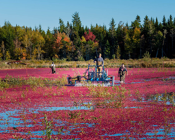 cranberries2_DSC5913
