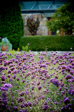 Hyland/Wente Garden