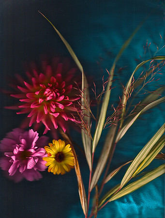 dahlia grass blue