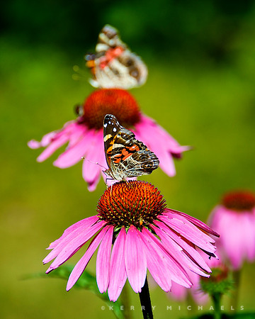 Painted Lady Butterfly on echinacea