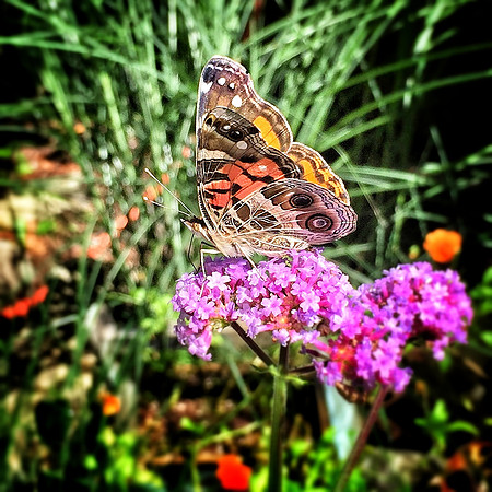 Painted_Lady