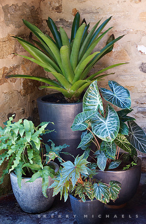 Andrew Bunting Garden