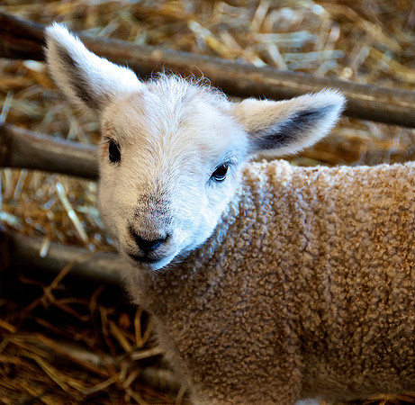Lamb 2