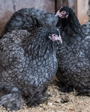 chickens