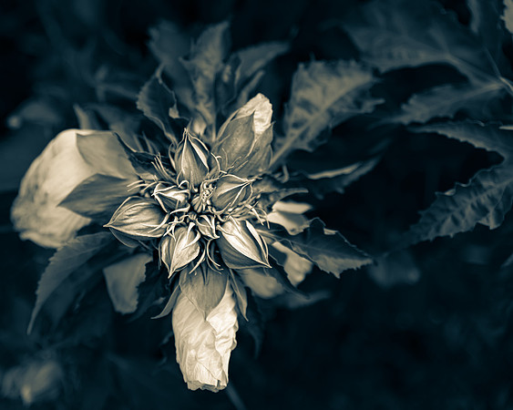 _DSC5106