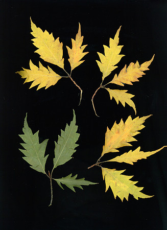 Beech P 4 w/ stems