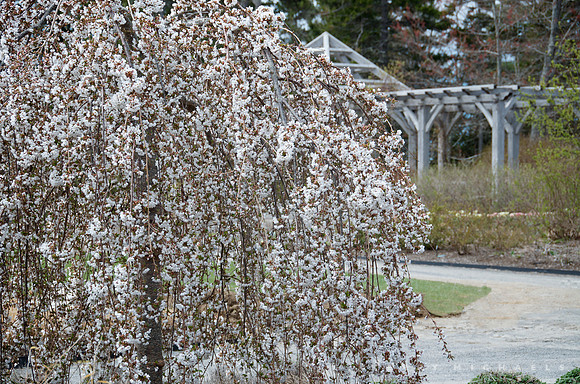 Weeping Cherry, Prunus 'Snow Fountains'