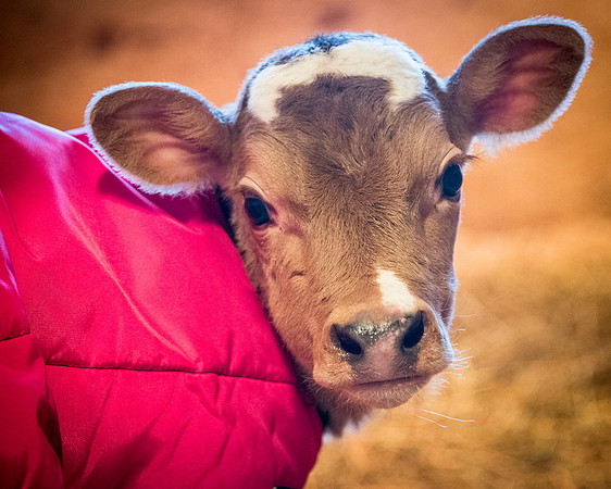Calf_Coat