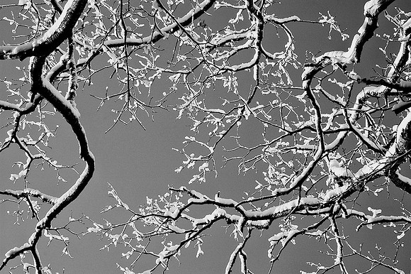 33A_SnowBranch_2421
