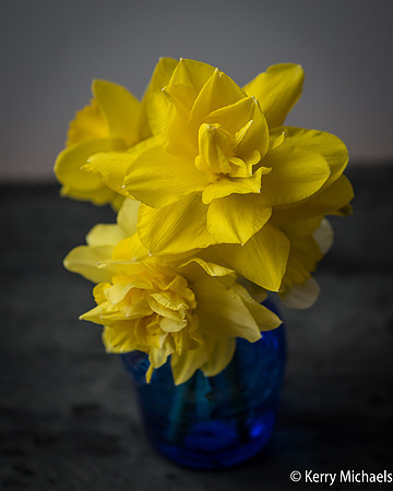 Daffodil_Posie