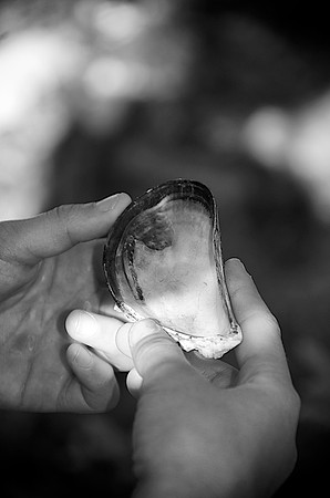 52_Mussle_Shell_DSC1371