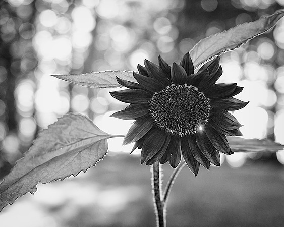 25AE_Black_Sunflower_DSC8698