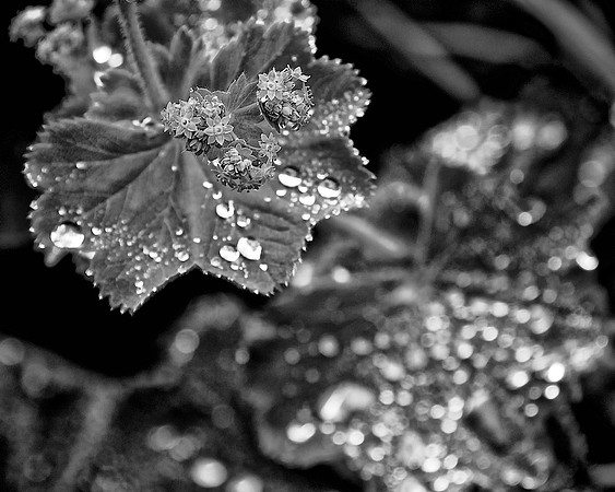 66AE_Lady's Mantle