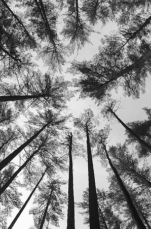 77A_Pine_TopsDSC_6109