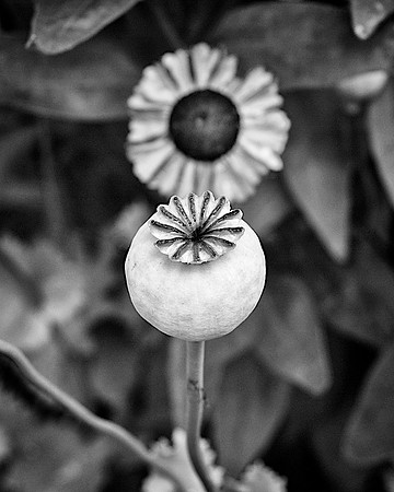 63AE_Popped_Poppy2