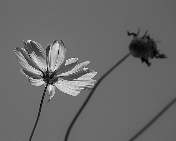 80AE_Cosmos_DSC_0128