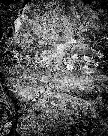 65AE_Stone_flowers_0558