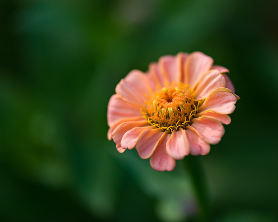 DSC_0987