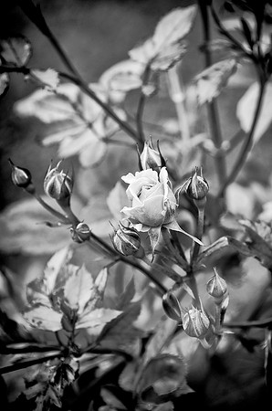 92AE_Rose_Bud_DSC_6488