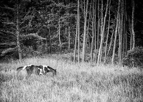 71A_Pinto_DSC4213
