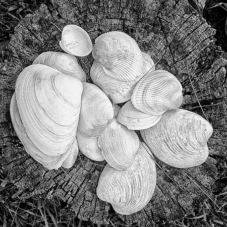 48A_Shells_IMG_6564