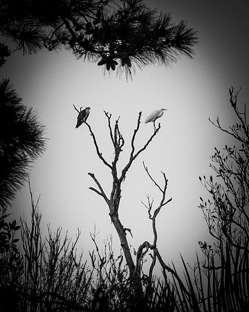 Egret_Osprey_DSC1465