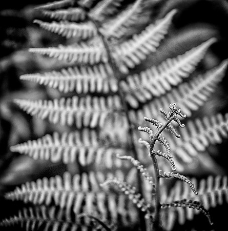 100A_New_Fern