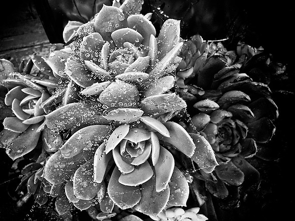 47AE_Wet Succulent
