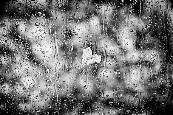 73A_Heart_Leaf_DSC_0308