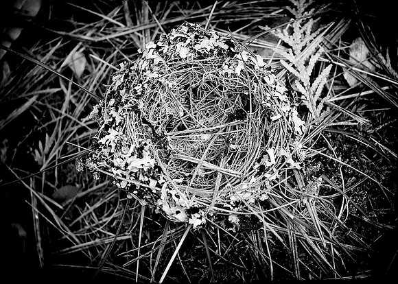 45AE_Nest_DSC_0223