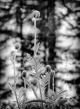 60A_Poppy_Buds_DSC_0222