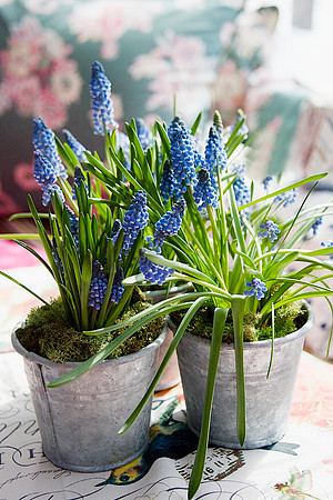 Grape Hyacinths