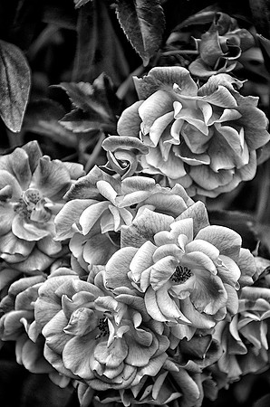 94A_Knockout_DSC_7350
