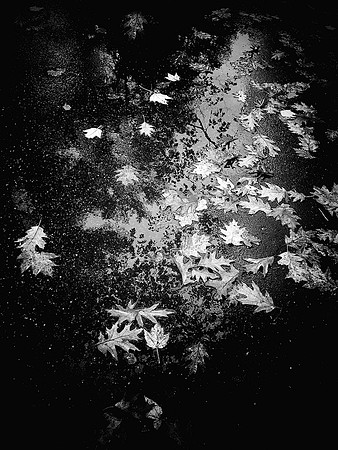 83AE_Dark_Leaves_IMG_8138